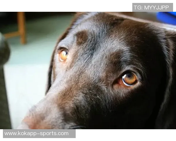 费迪南德谈科纳特表现称皇马传闻让他承受更多压力